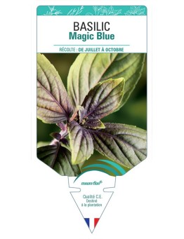 BASILIC MAGIC BLUE