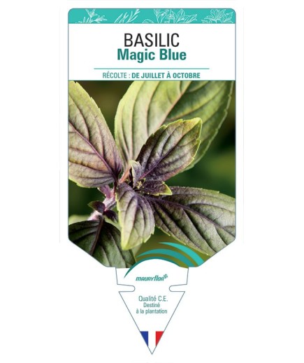 BASILIC MAGIC BLUE