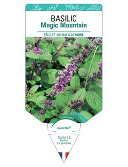 BASILIC MAGIC MOUNTAIN