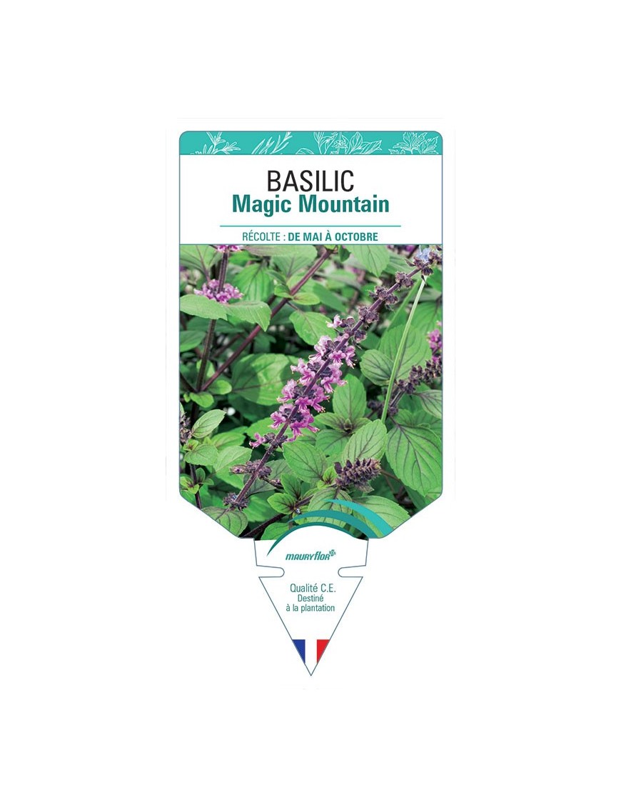 BASILIC MAGIC MOUNTAIN