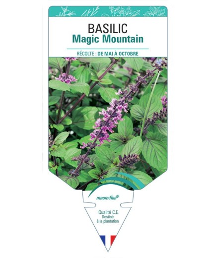 BASILIC MAGIC MOUNTAIN