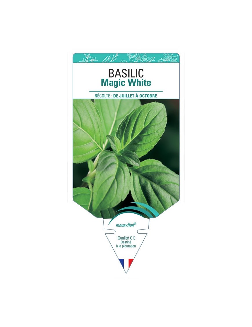 BASILIC MAGIC WHITE