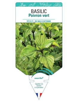 BASILIC POIVRON VERT