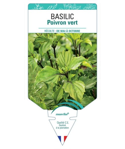 BASILIC POIVRON VERT