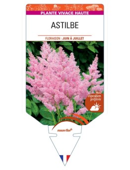 ASTILBE (rose) *
