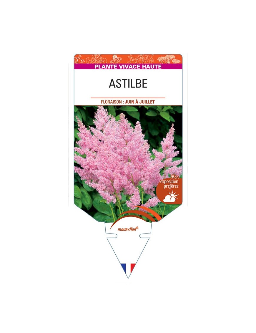 ASTILBE (rose) *