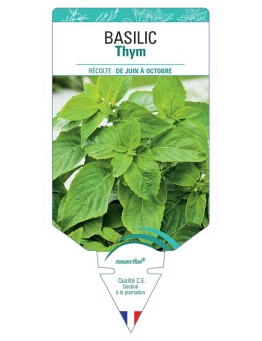 BASILIC THYM