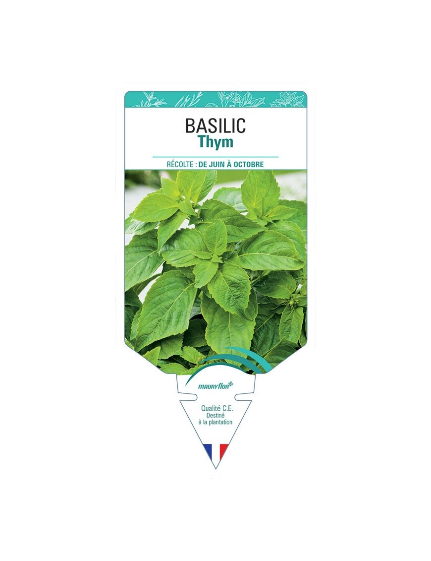 BASILIC THYM