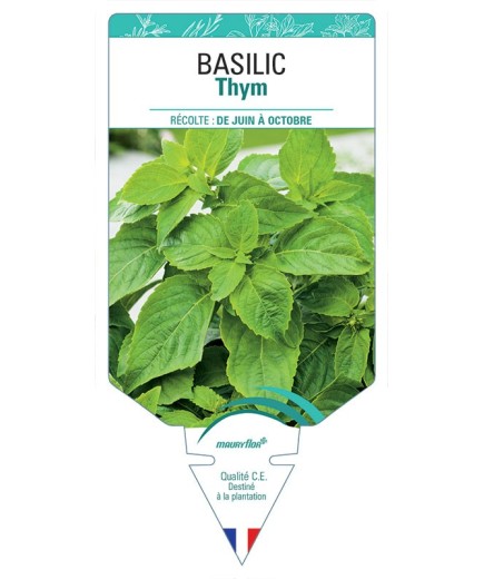 BASILIC THYM