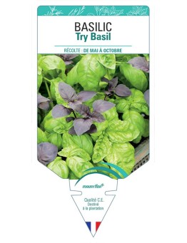 BASILIC TRY BASIL