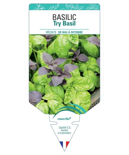 BASILIC TRY BASIL