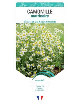 CAMOMILLE MATRICAIRE