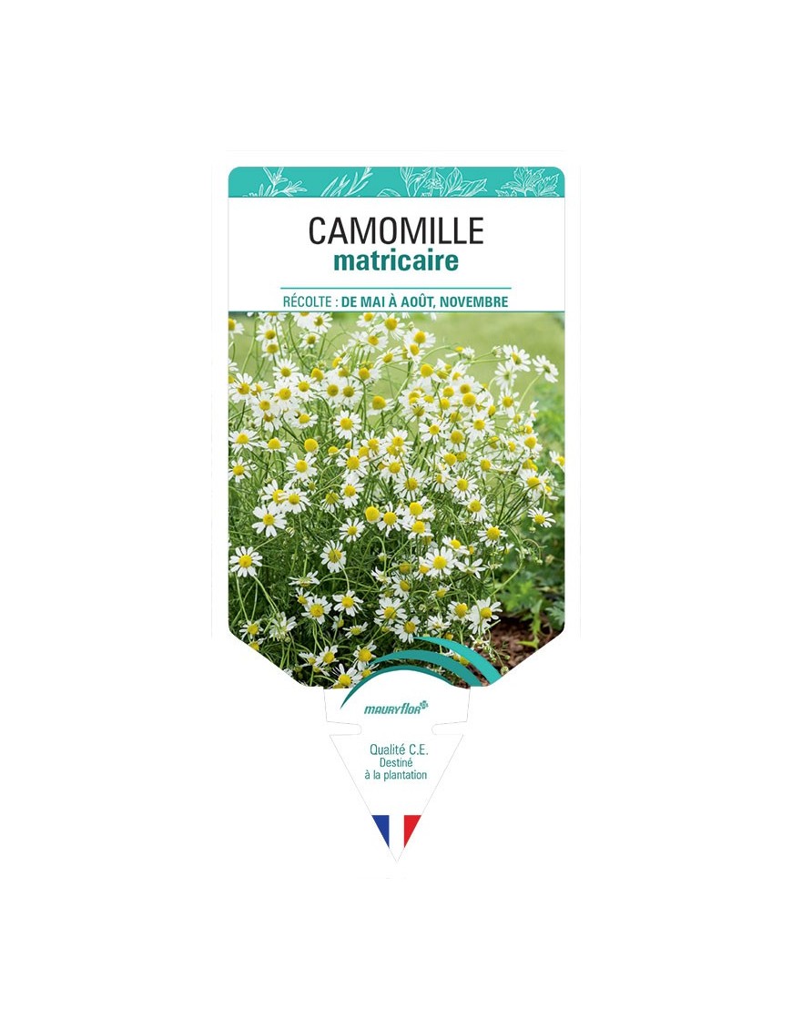CAMOMILLE MATRICAIRE