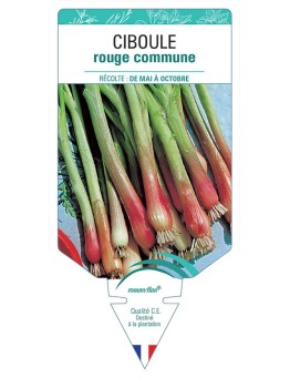 CIBOULE ROUGE COMMUNE