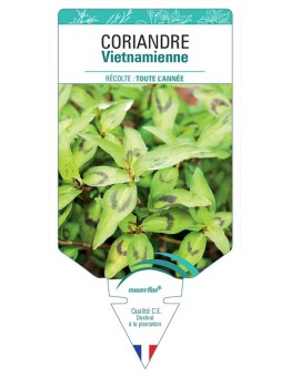 CORIANDRE VIETNAMIENNE