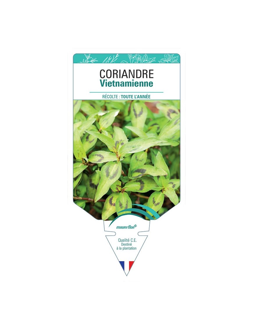 CORIANDRE VIETNAMIENNE