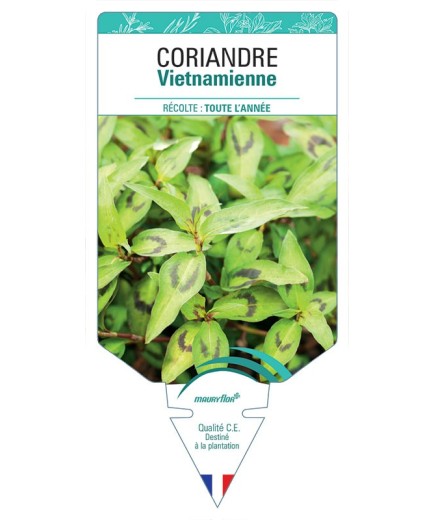 CORIANDRE VIETNAMIENNE
