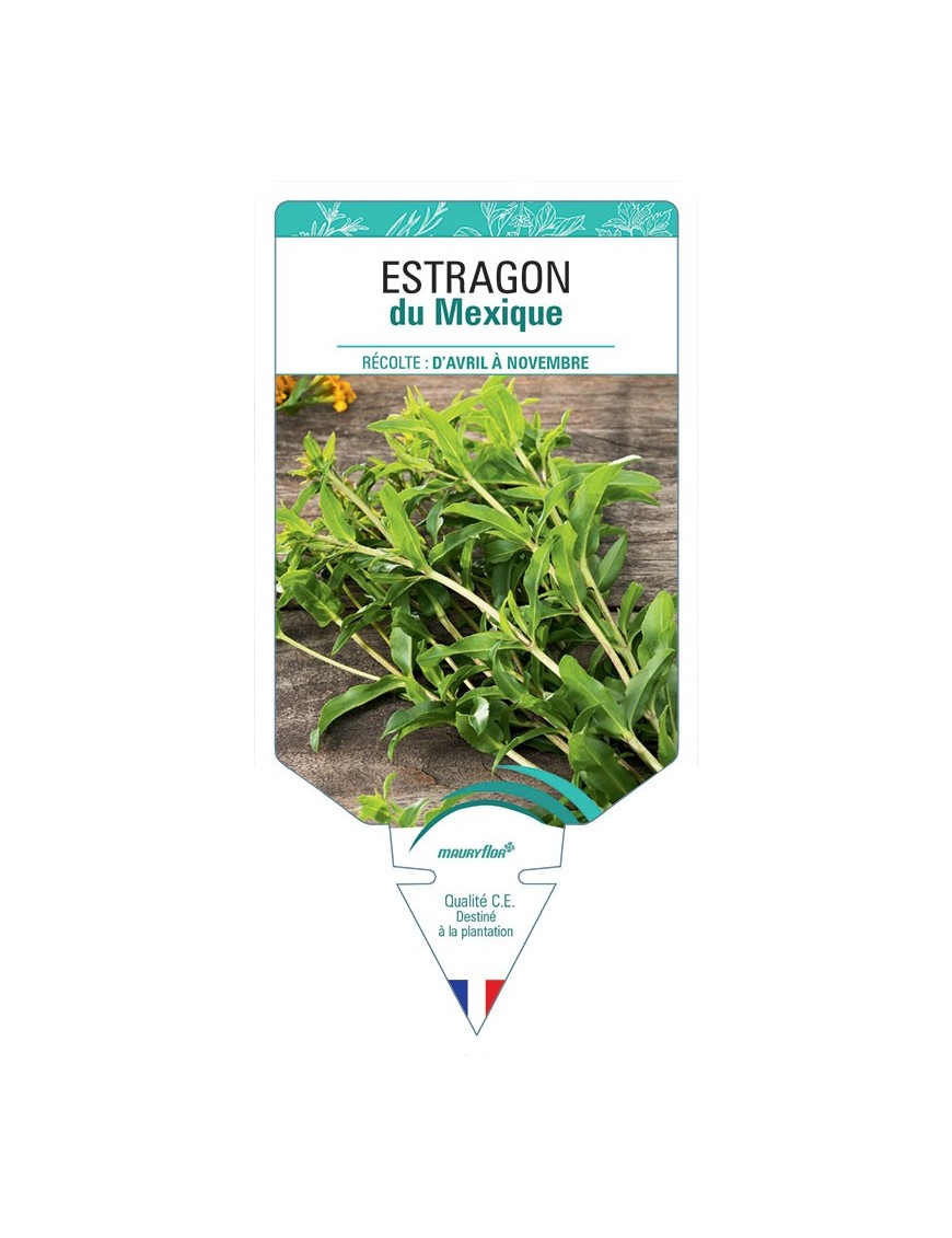ESTRAGON DU MEXIQUE