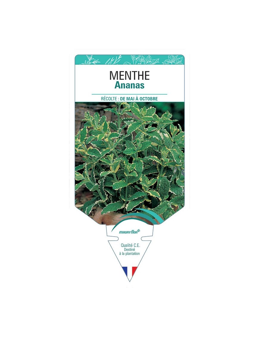 MENTHE ANANAS