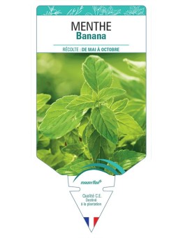 MENTHE BANANA