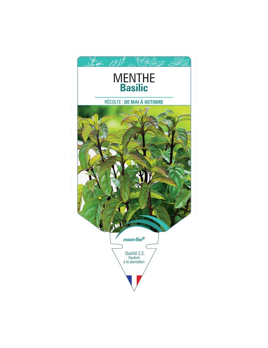 MENTHE BASILIC