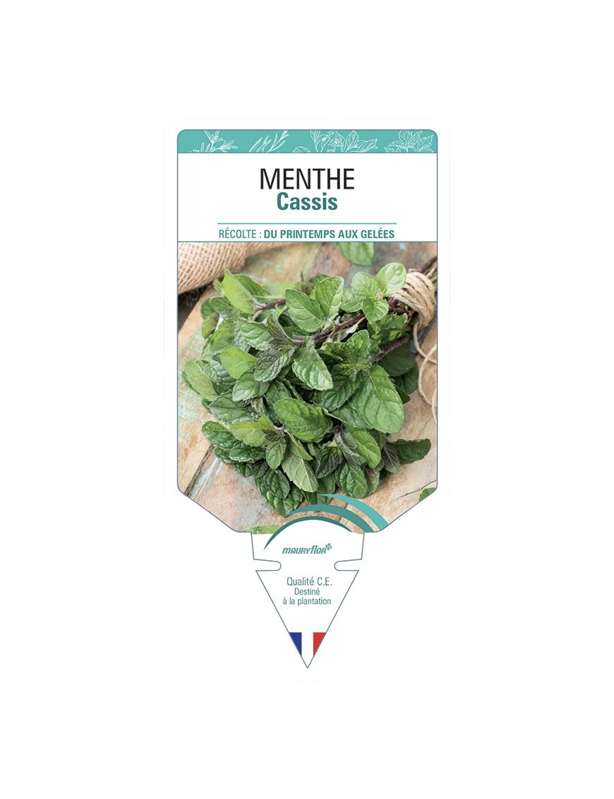 MENTHE CASSIS