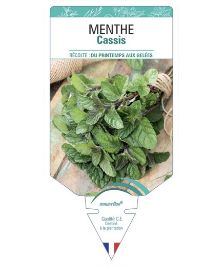 MENTHE CASSIS