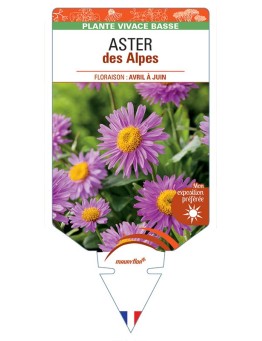 ASTER DES ALPES (rose) *