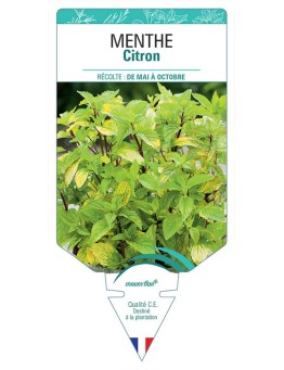 MENTHE CITRON