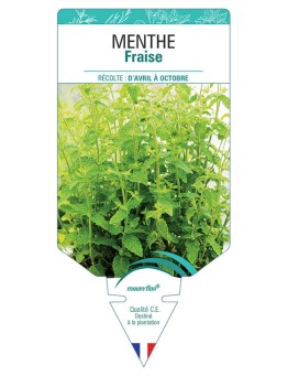 MENTHE FRAISE