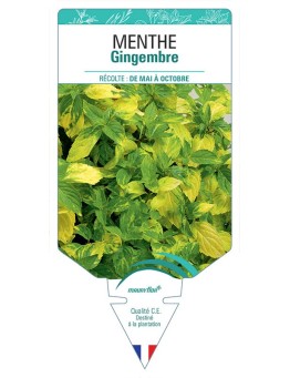 MENTHE GINGEMBRE