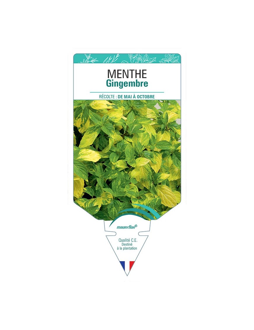 MENTHE GINGEMBRE