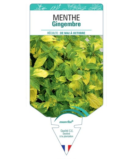 MENTHE GINGEMBRE