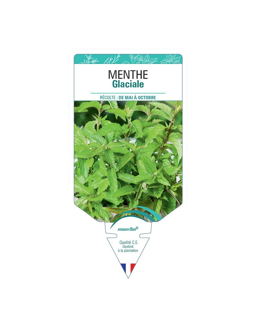 MENTHE GLACIALE