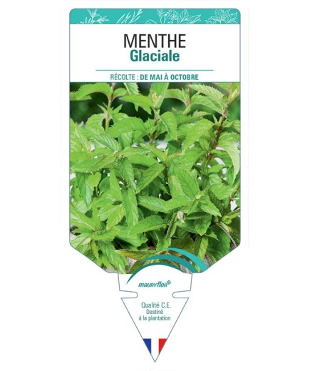MENTHE GLACIALE