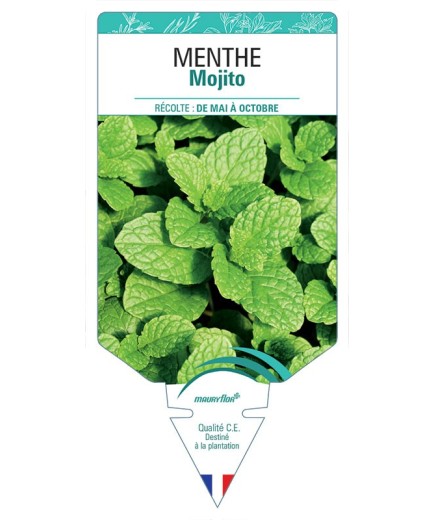 MENTHE MOJITO