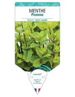 MENTHE POMME
