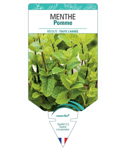 MENTHE POMME