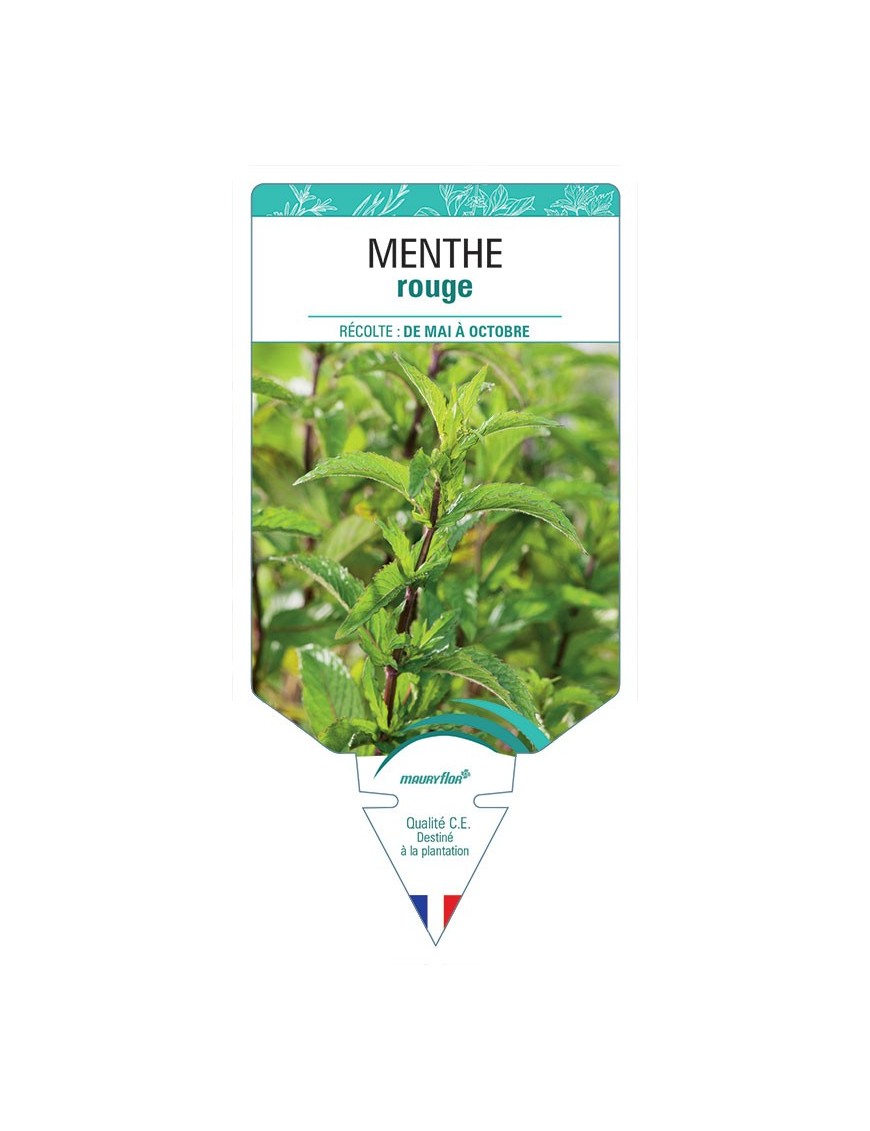MENTHE ROUGE