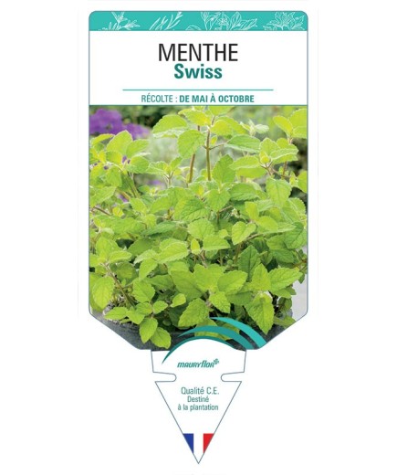 MENTHE SWISS