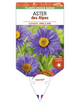 ASTER DES ALPES (bleu) *