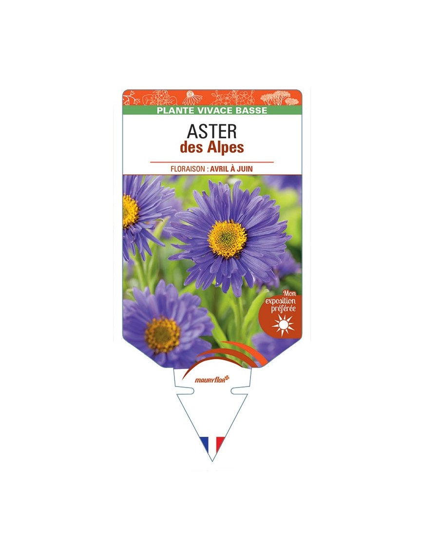 ASTER DES ALPES (bleu) *