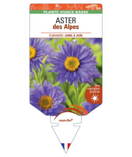 ASTER DES ALPES (bleu) *