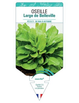 OSEILLE LARGE DE BELLEVILLE