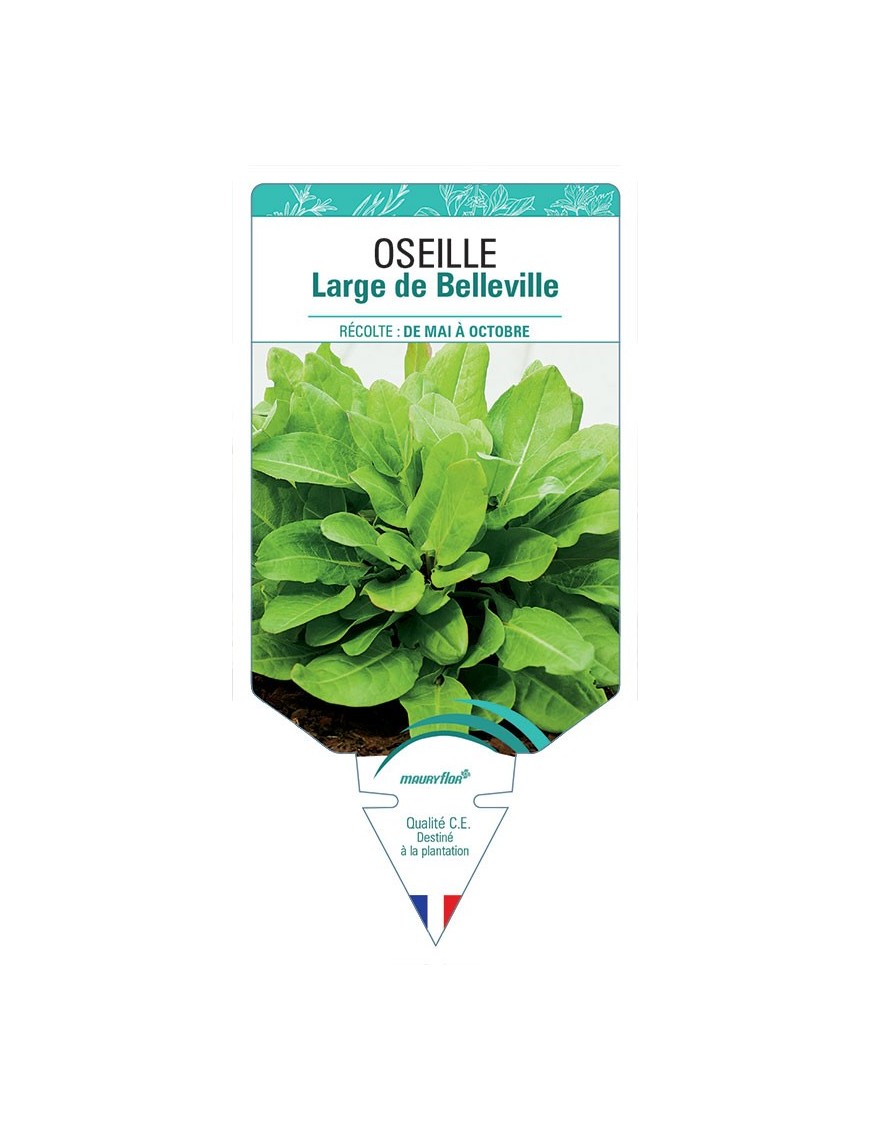OSEILLE LARGE DE BELLEVILLE