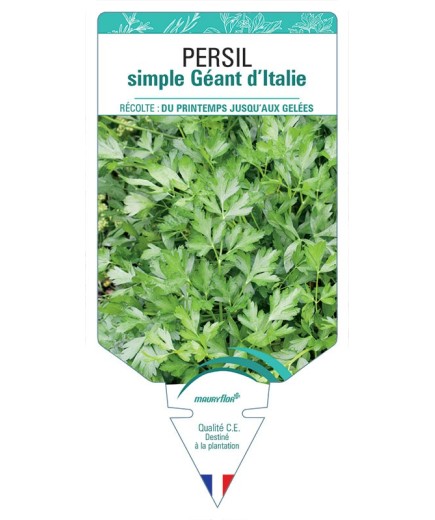 PERSIL SIMPLE GÉANT D'ITALIE