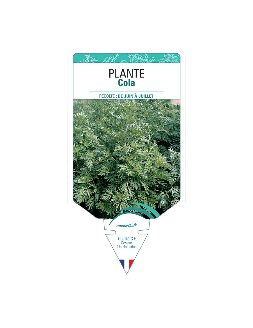 PLANTE COLA