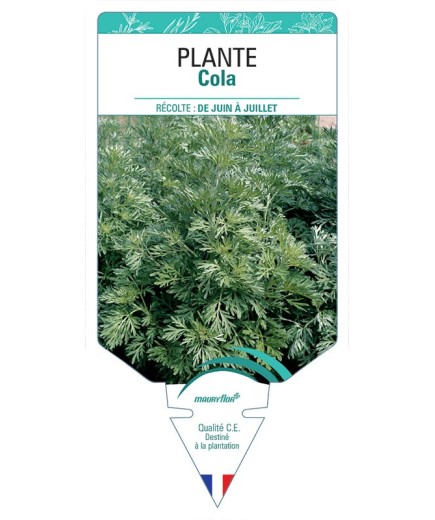 PLANTE COLA