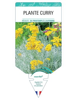 PLANTE CURRY