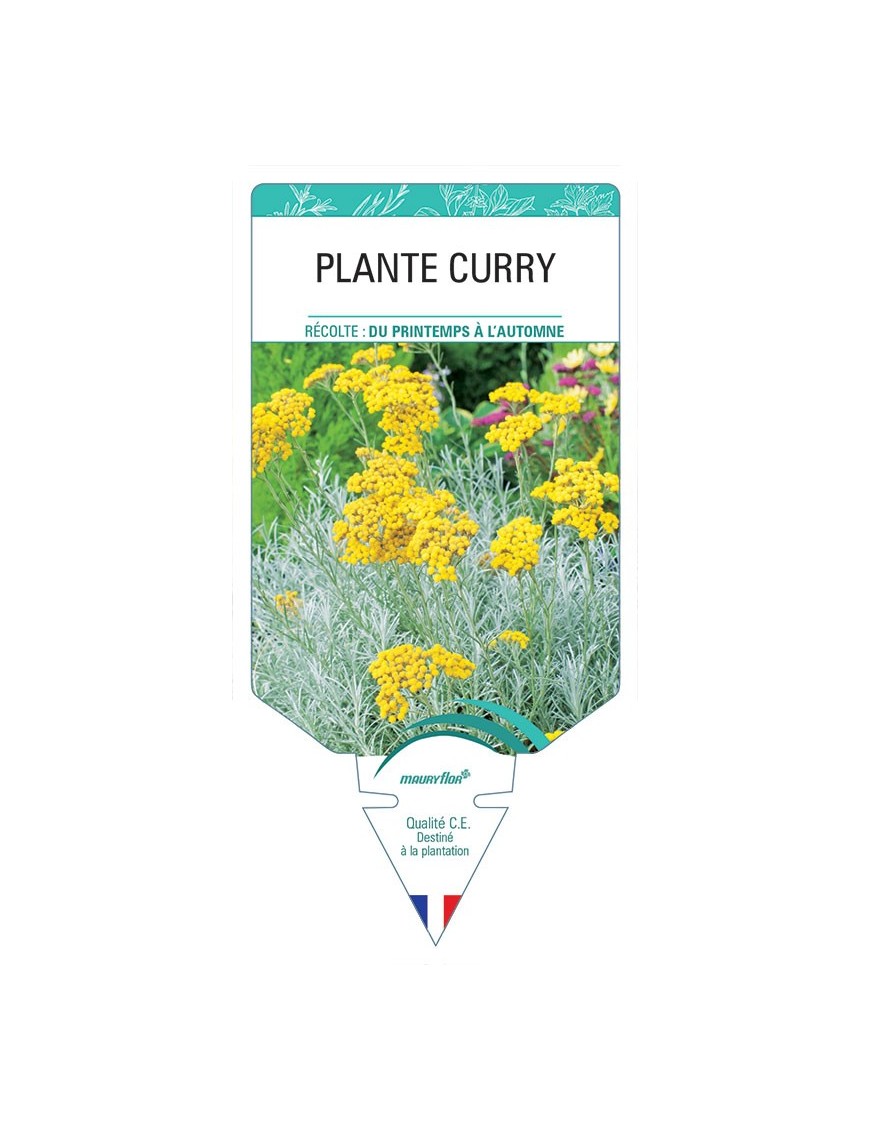 PLANTE CURRY